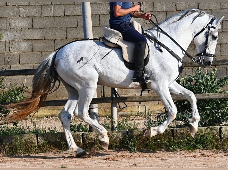 Koń andaluzyjski Mix Ogier 14 lat 163 cm Siwa in Menorca
