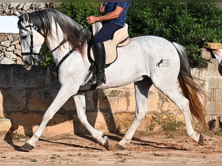 Koń andaluzyjski Mix Ogier 14 lat 163 cm Siwa in Menorca