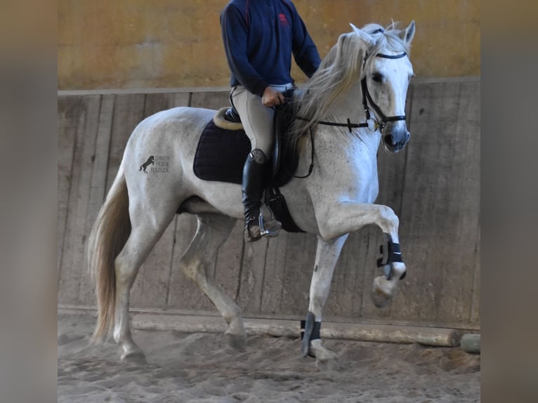 Koń andaluzyjski Ogier 15 lat 160 cm Siwa in Mallorca