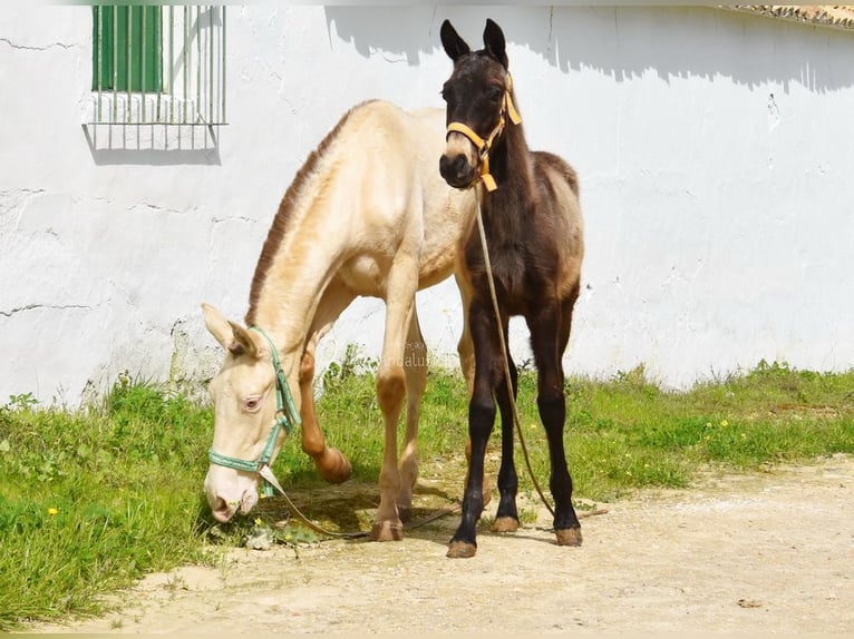 Koń andaluzyjski Ogier 1 Rok 120 cm  in Provinz Cordoba