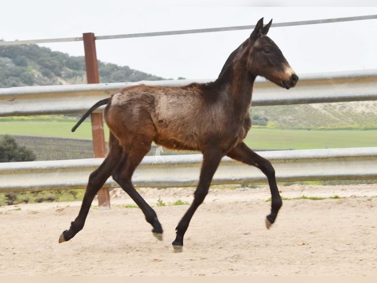 Koń andaluzyjski Ogier 1 Rok 120 cm  in Provinz Cordoba