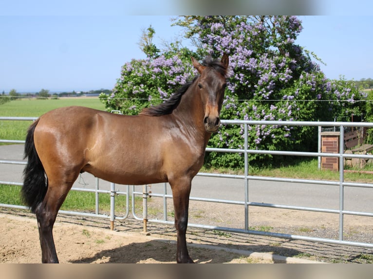 Koń andaluzyjski Ogier 1 Rok 142 cm Gniada in Rerik