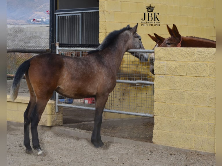 Koń andaluzyjski Ogier 1 Rok 145 cm Kasztanowatodereszowata in Tabernas Almeria