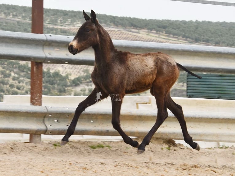 Koń andaluzyjski Ogier 1 Rok 155 cm  in Provinz Cordoba