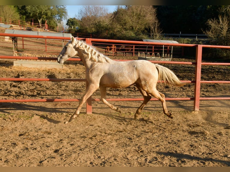 Koń andaluzyjski Mix Ogier 1 Rok 160 cm Izabelowata in Galaroza
