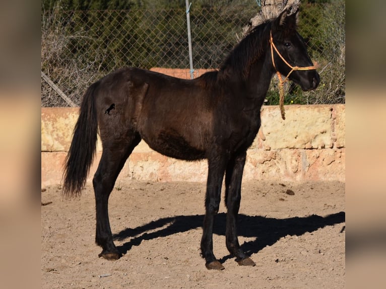Koń andaluzyjski Ogier 1 Rok 160 cm Kara in Mallorca