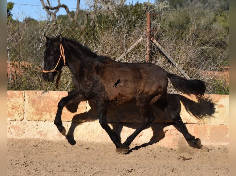 Koń andaluzyjski Ogier 1 Rok 160 cm Kara in Mallorca