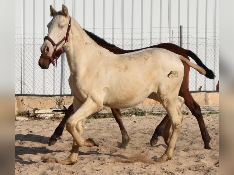 Koń andaluzyjski Ogier 1 Rok 162 cm Perlino in Mallorca