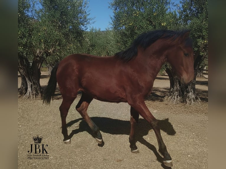 Koń andaluzyjski Ogier 1 Rok 164 cm Gniada in Tabernas Almeria
