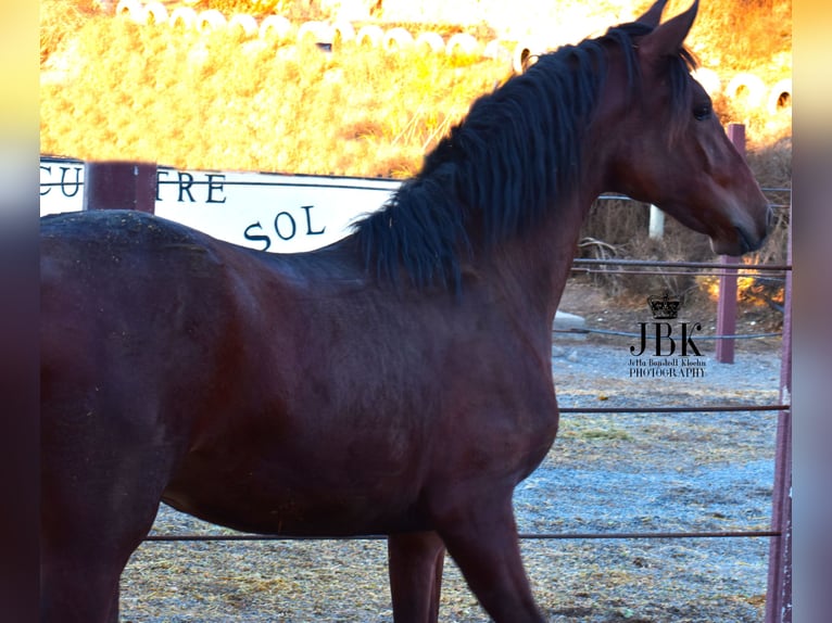 Koń andaluzyjski Ogier 1 Rok 164 cm Gniada in Tabernas Almeria