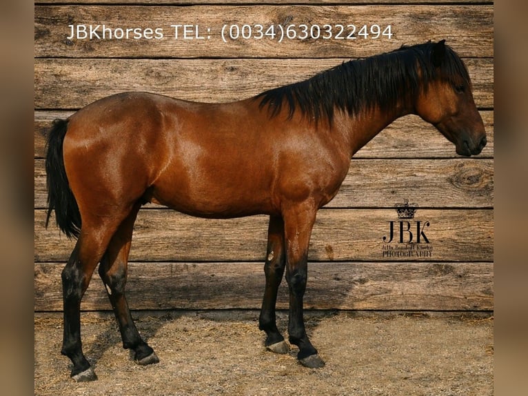 Koń andaluzyjski Ogier 1 Rok 164 cm Gniada in Tabernas Almeria