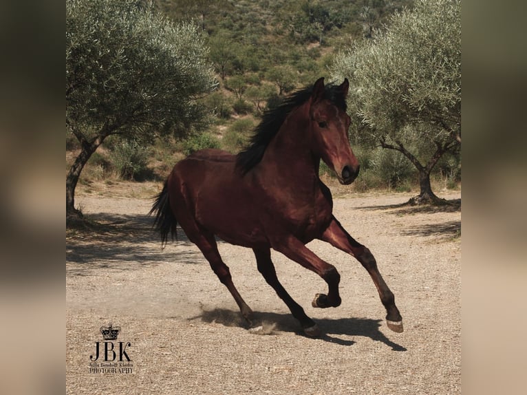 Koń andaluzyjski Ogier 1 Rok 164 cm Gniada in Tabernas Almeria