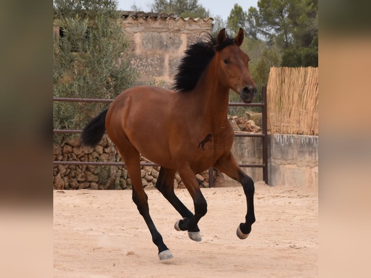 Koń andaluzyjski Ogier 1 Rok 165 cm Gniada in Mallorca