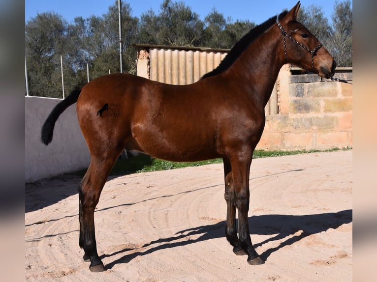 Koń andaluzyjski Ogier 1 Rok 165 cm Gniada in Mallorca