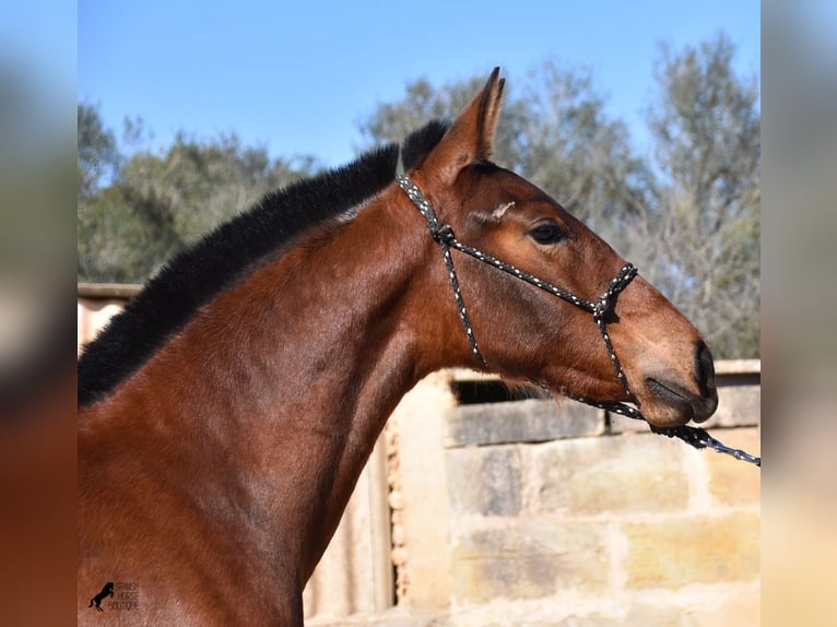 Koń andaluzyjski Ogier 1 Rok 165 cm Gniada in Mallorca