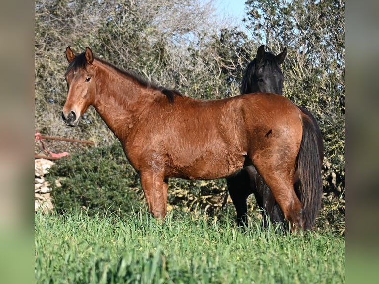 Koń andaluzyjski Mix Ogier 1 Rok 168 cm Gniada in Menorca