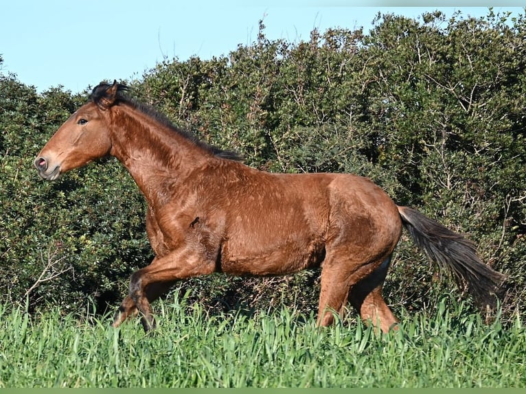 Koń andaluzyjski Mix Ogier 1 Rok 168 cm Gniada in Menorca