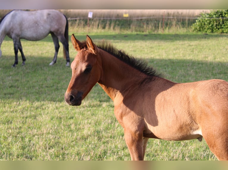 Koń andaluzyjski Ogier 1 Rok Gniada in Rerik