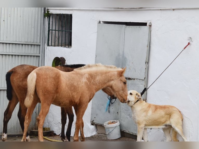 Koń andaluzyjski Ogier 1 Rok Izabelowata in Provinz Cordoba
