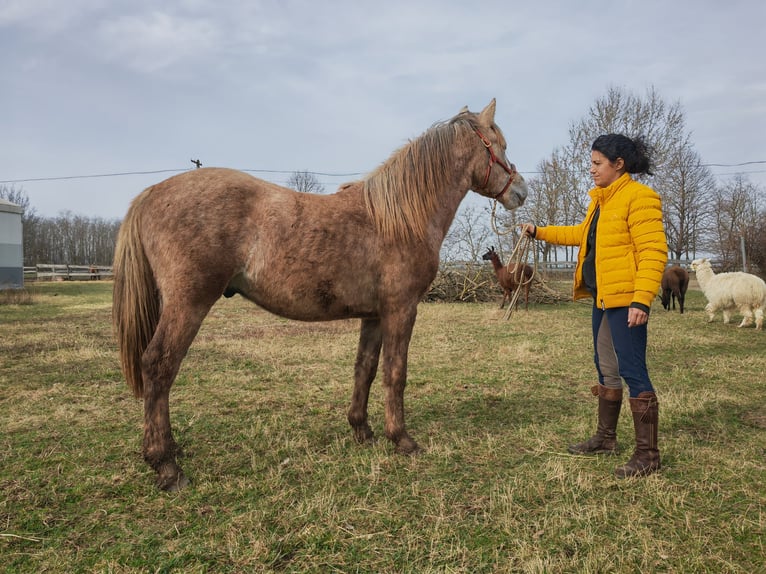 Koń andaluzyjski Mix Ogier 2 lat 145 cm Kasztanowatodereszowata in Lutzmannsburg