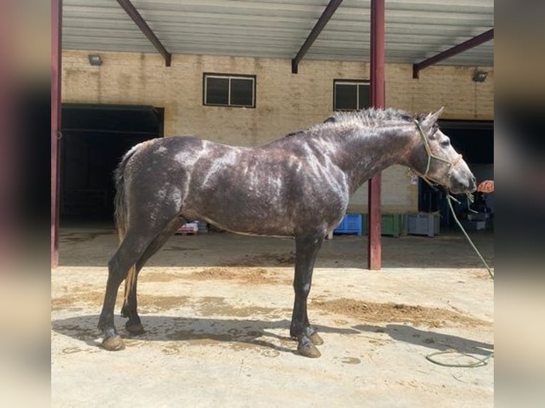 Koń andaluzyjski Ogier 2 lat 150 cm Siwa in Huelva