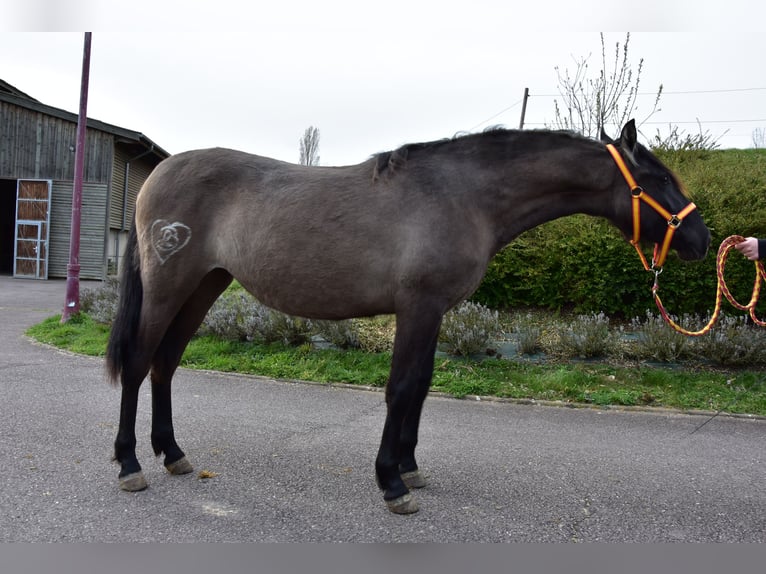 Koń andaluzyjski Ogier 2 lat 152 cm Kara in ottonville