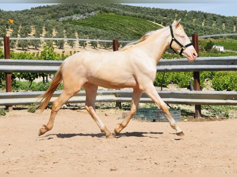 Koń andaluzyjski Ogier 2 lat 152 cm Perlino in Provinz Cordoba