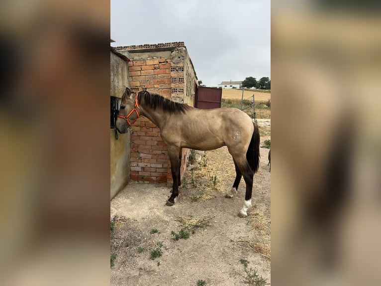 Koń andaluzyjski Ogier 2 lat 153 cm Bułana in Jerez