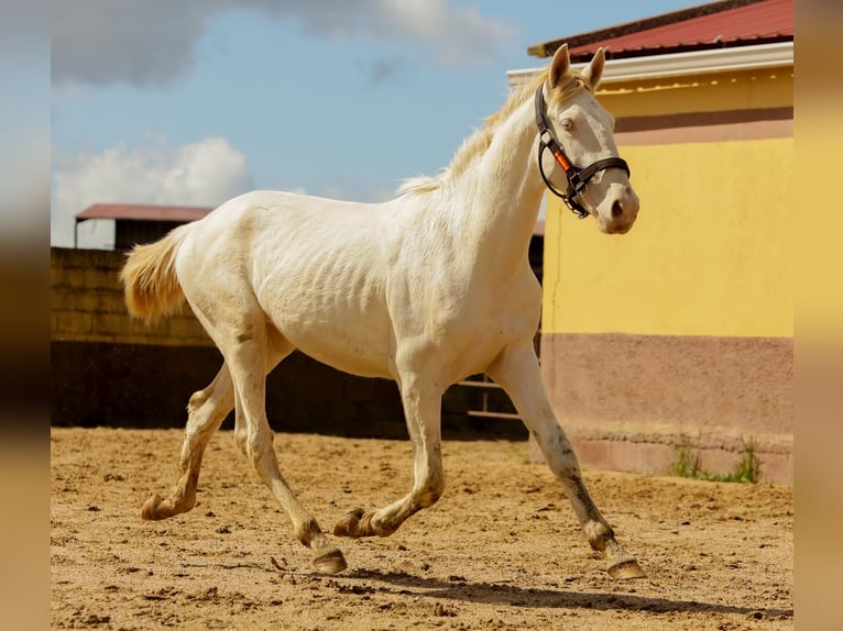 Koń andaluzyjski Ogier 2 lat 155 cm Cremello in Caceres