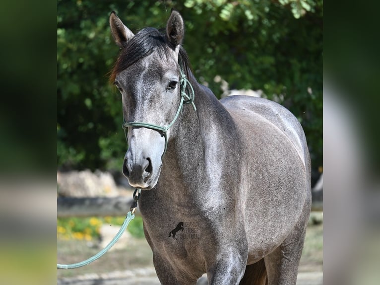 Koń andaluzyjski Ogier 2 lat 155 cm Siwa in Menorca