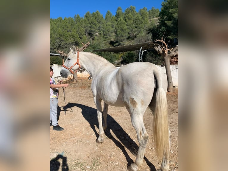 Koń andaluzyjski Ogier 2 lat 159 cm Biała in Alicante