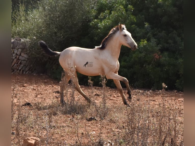 Koń andaluzyjski Ogier 2 lat 160 cm Bułana in Mallorca