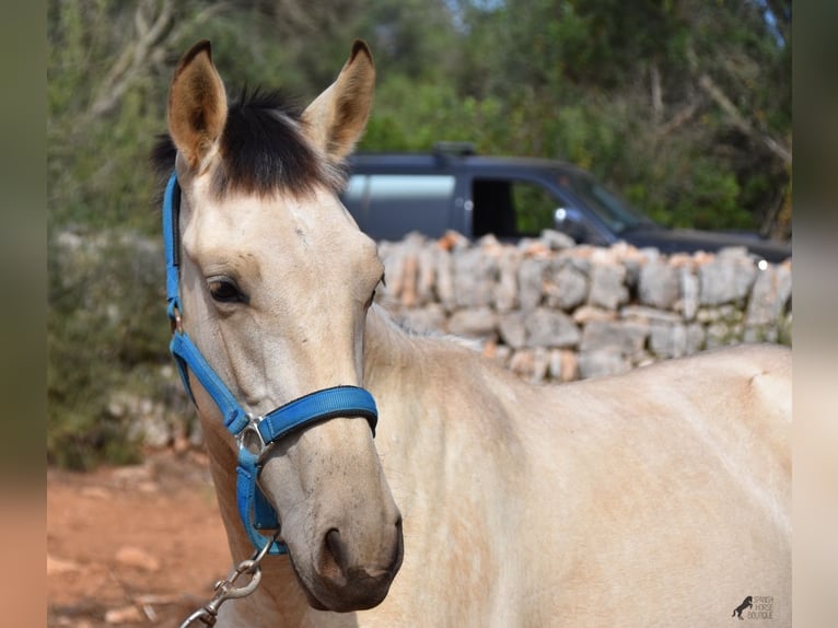 Koń andaluzyjski Ogier 2 lat 160 cm Bułana in Mallorca