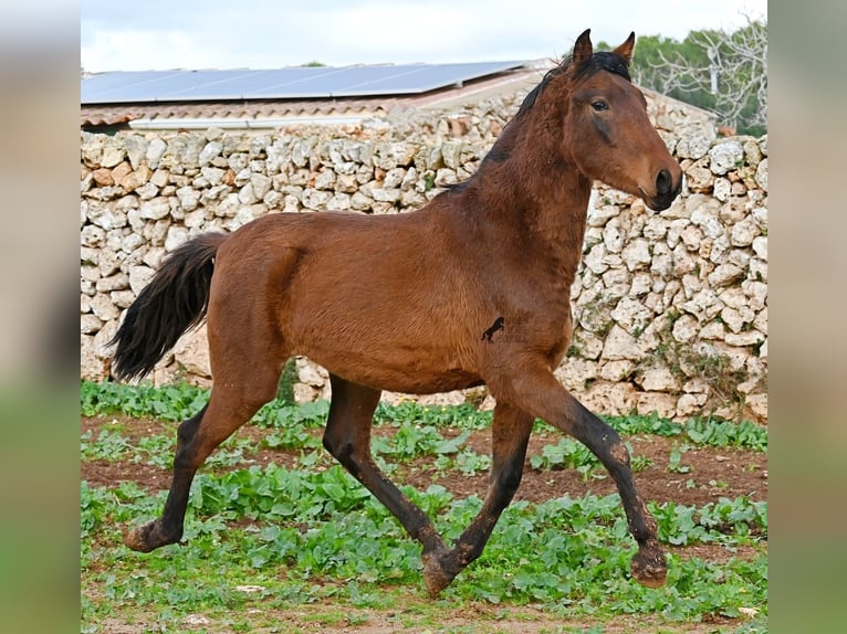 Koń andaluzyjski Ogier 2 lat 162 cm Gniada in Menorca