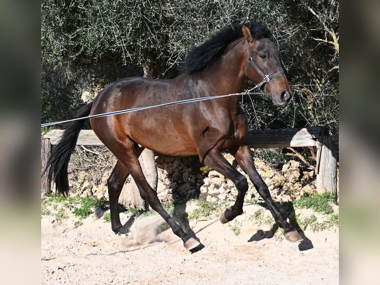 Koń andaluzyjski Ogier 2 lat 162 cm Gniada in Menorca