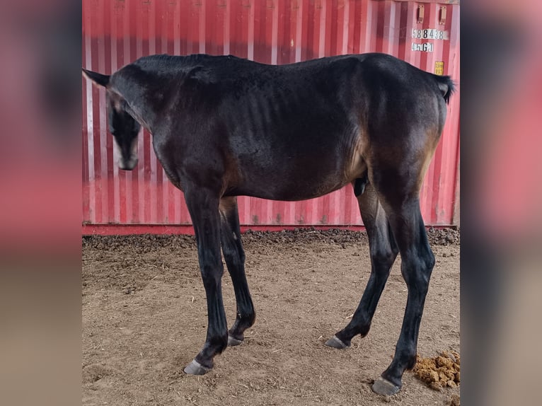 Koń andaluzyjski Mix Ogier 2 lat 165 cm Ciemnogniada in Cuenca
