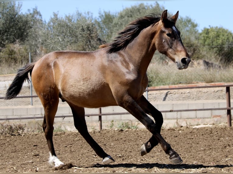 Koń andaluzyjski Mix Ogier 2 lat 165 cm Ciemnogniada in Valencia