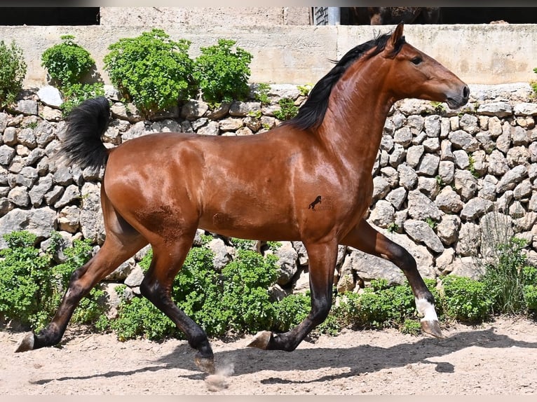 Koń andaluzyjski Ogier 2 lat 165 cm Gniada in Mallorca