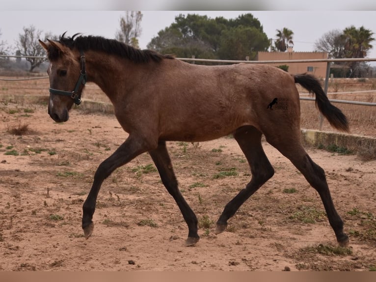 Koń andaluzyjski Ogier 2 lat 165 cm Siwa in Mallorca