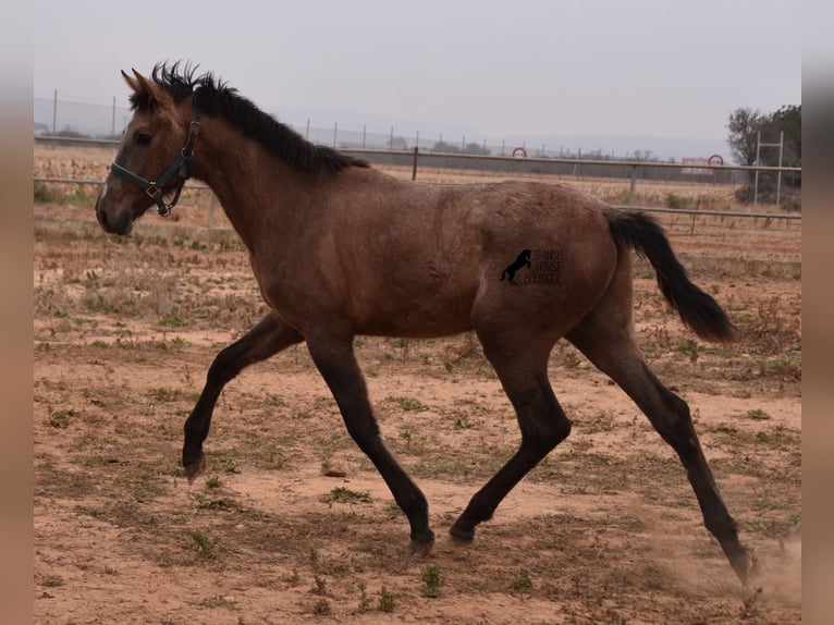 Koń andaluzyjski Ogier 2 lat 165 cm Siwa in Mallorca