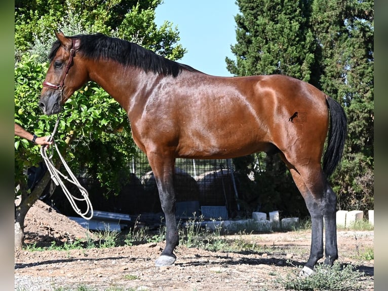 Koń andaluzyjski Ogier 2 lat 169 cm Gniada in Mallorca