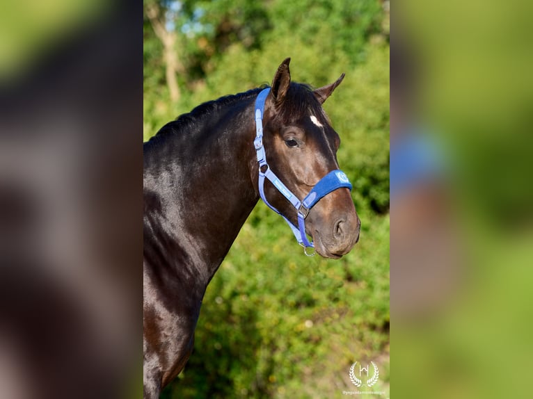 Koń andaluzyjski Ogier 2 lat 170 cm Ciemnogniada in Navalperal De Pinares