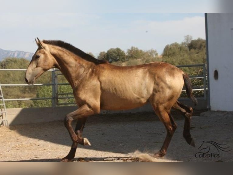 Koń andaluzyjski Ogier 2 lat Jelenia in Barcelona