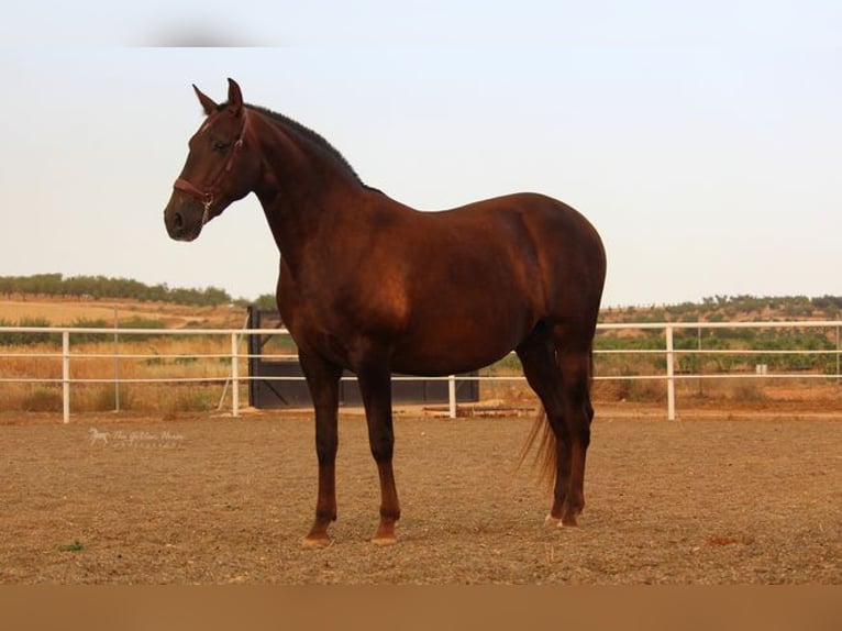 Koń andaluzyjski Ogier 2 lat Kasztanowata in Badajoz