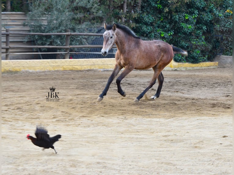 Koń andaluzyjski Ogier 3 lat 145 cm Siwa in Tabernas Almeria