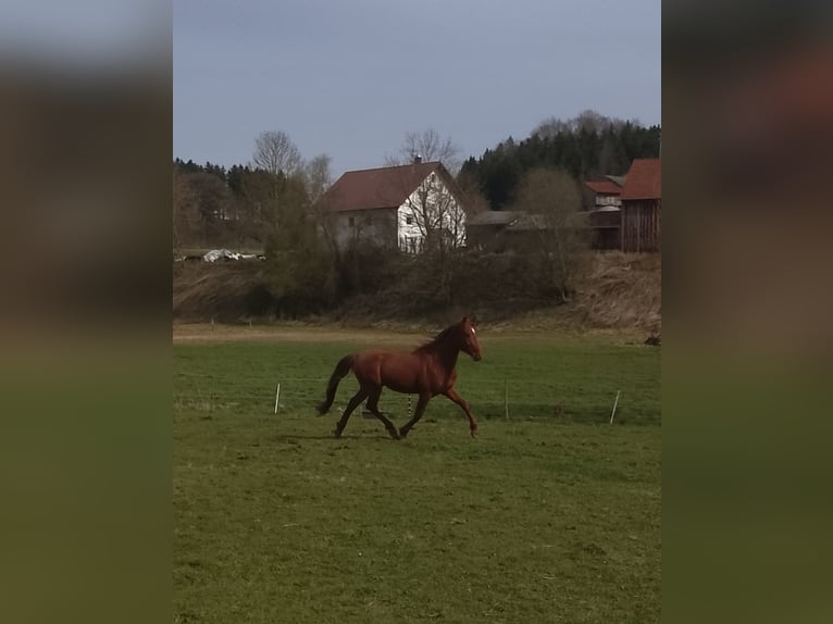 Koń andaluzyjski Ogier 3 lat 150 cm Kasztanowata in Weißenhorn