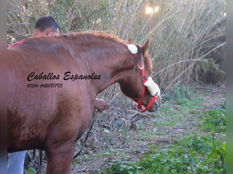 Koń andaluzyjski Ogier 3 lat 152 cm Kasztanowata in Vejer de la Frontera