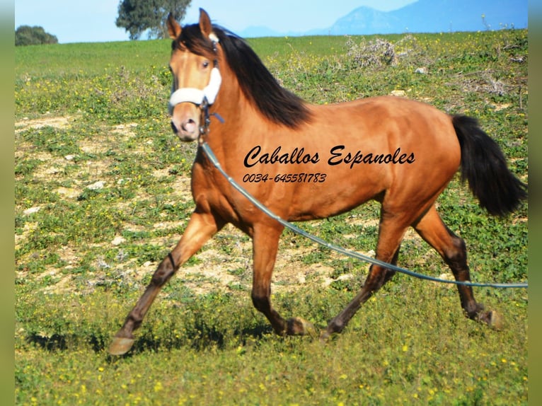 Koń andaluzyjski Ogier 3 lat 152 cm Szampańska in Vejer de la Frontera