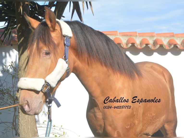 Koń andaluzyjski Ogier 3 lat 152 cm Szampańska in Vejer de la Frontera