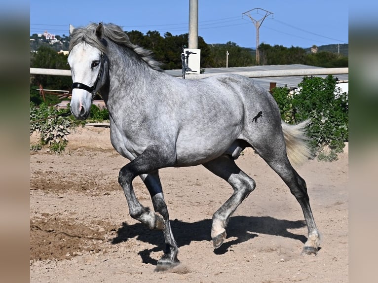 Koń andaluzyjski Ogier 3 lat 154 cm Siwa in Menorca